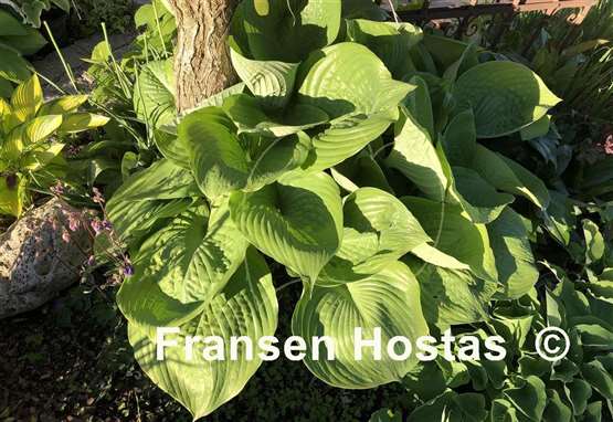 Hosta Sum and Substance